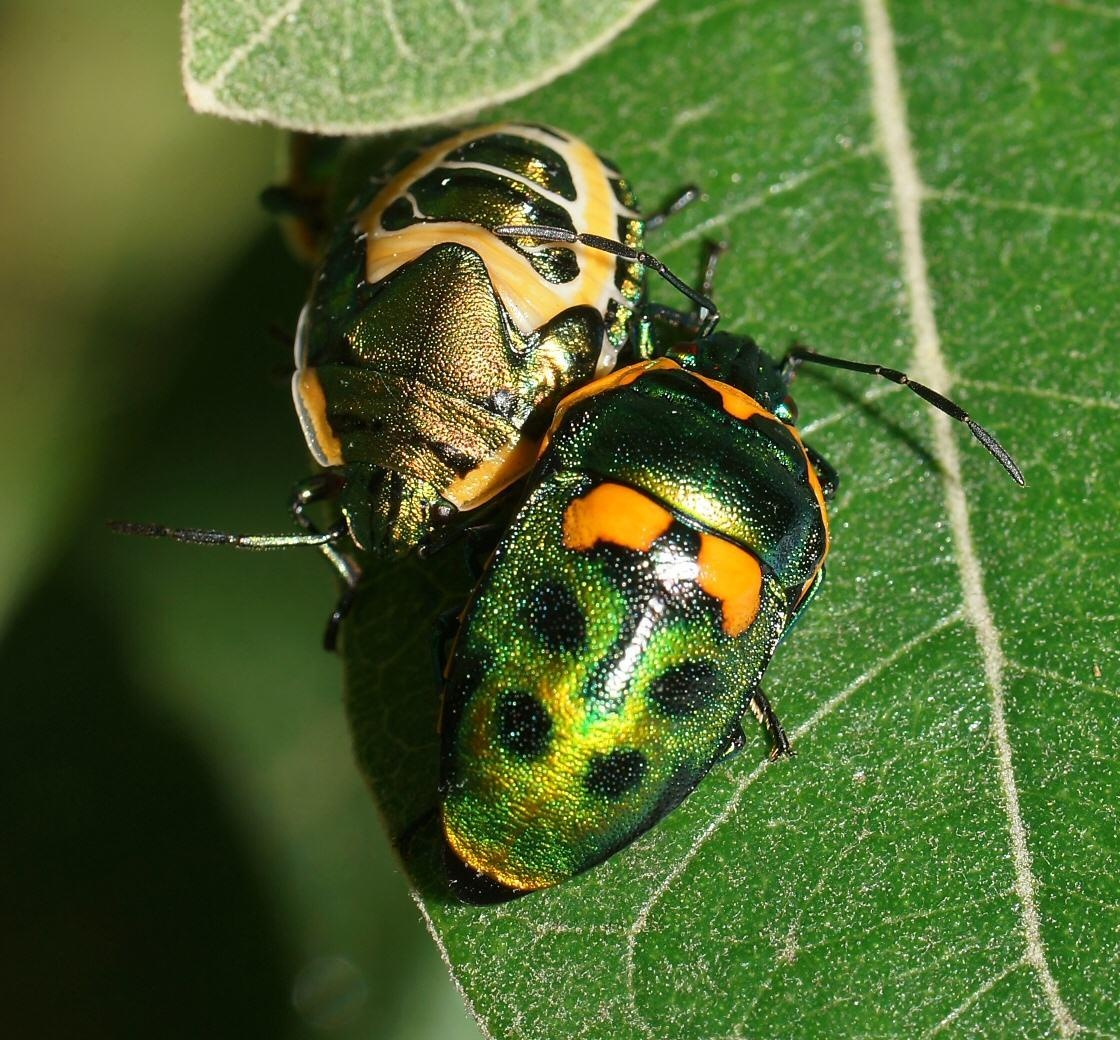 Scutiphora pedicellata
