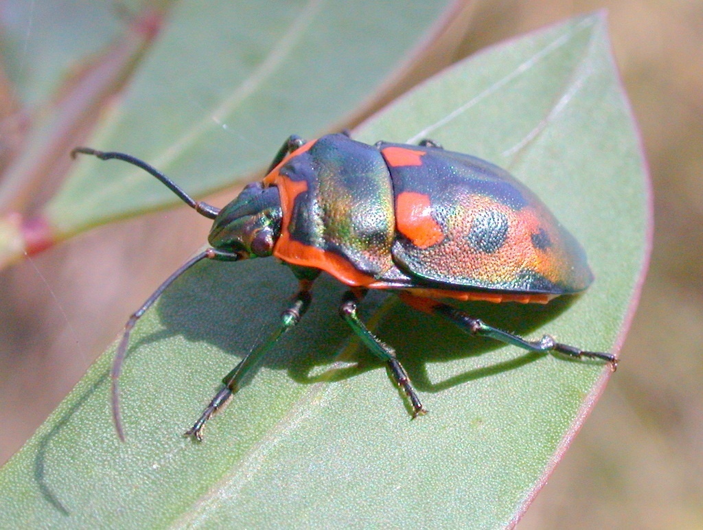 Scutiphora pedicellata