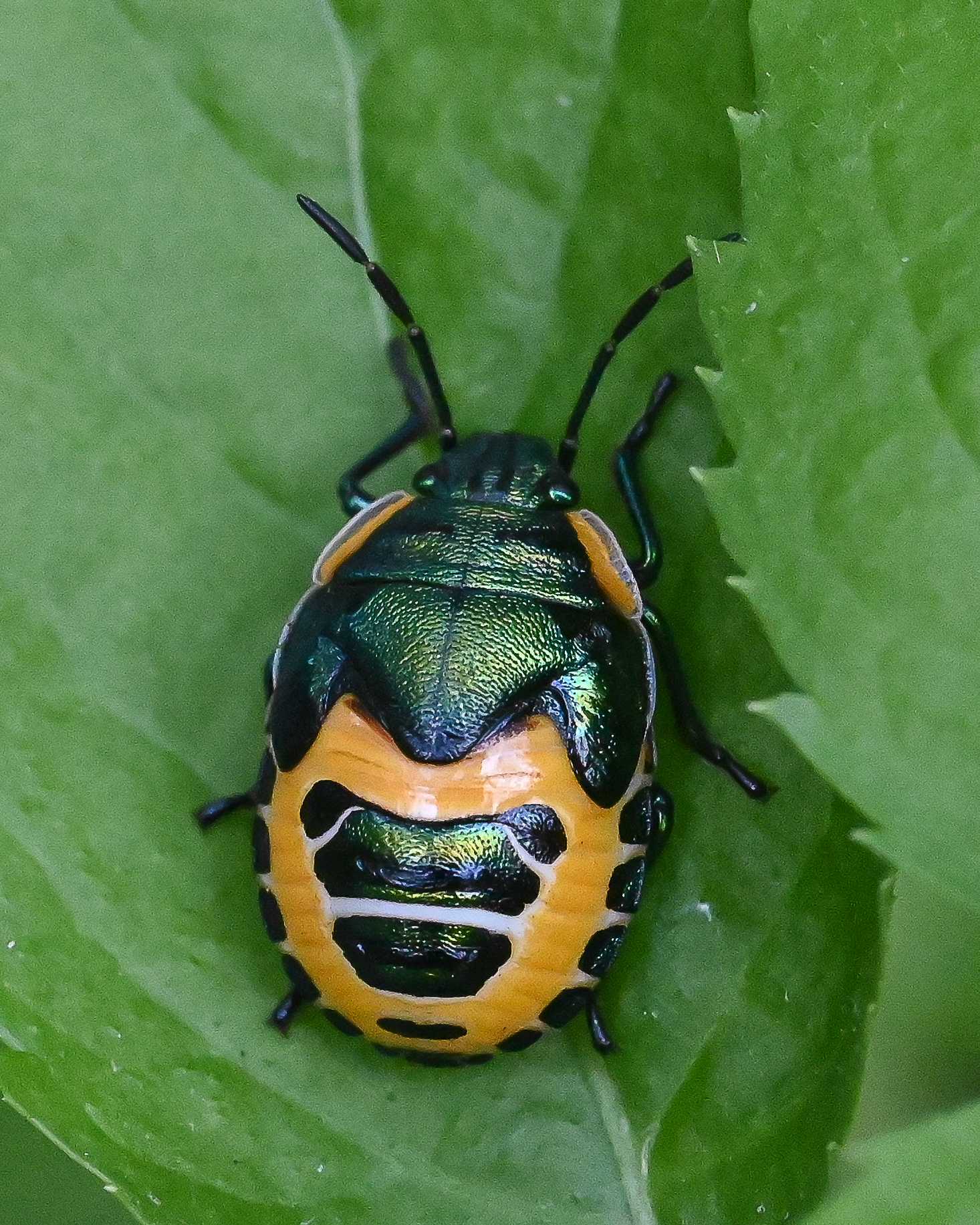 Scutiphora pedicellata