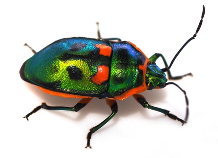 Scutiphora pedicellata