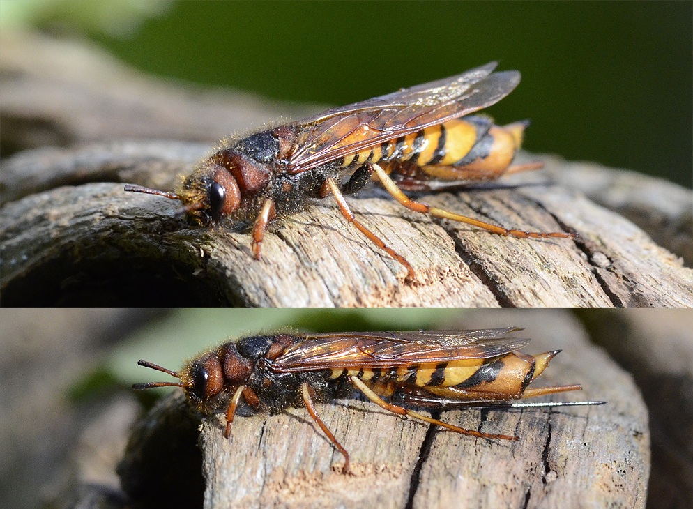 Tremex fuscicornis