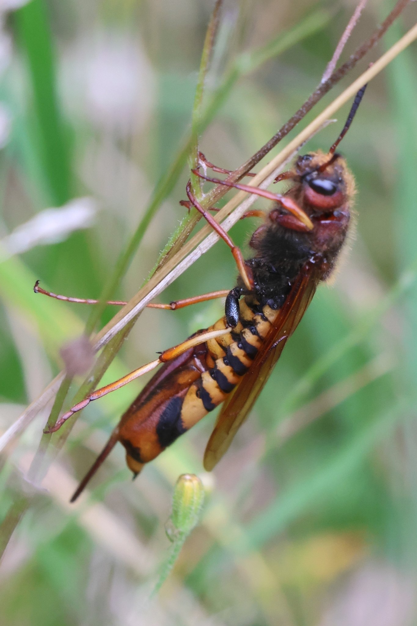 Tremex fuscicornis