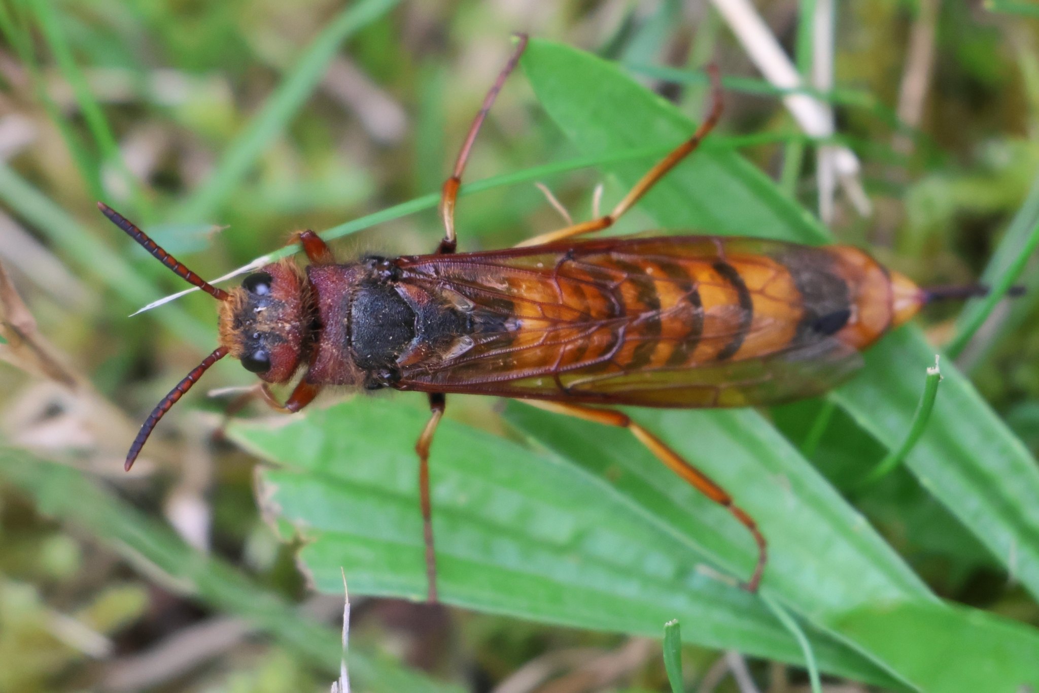 Tremex fuscicornis