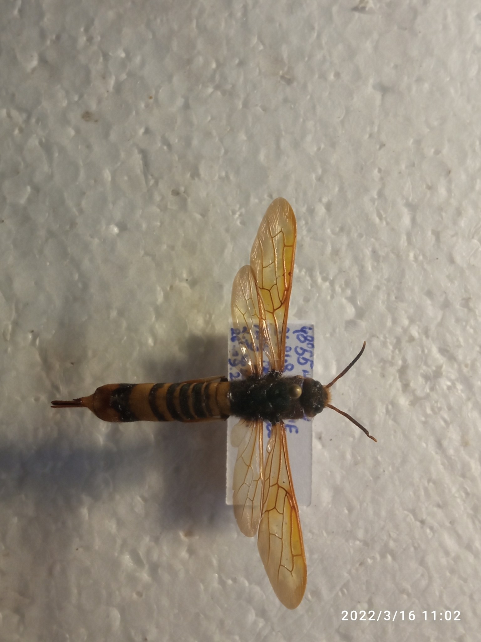 Tremex fuscicornis