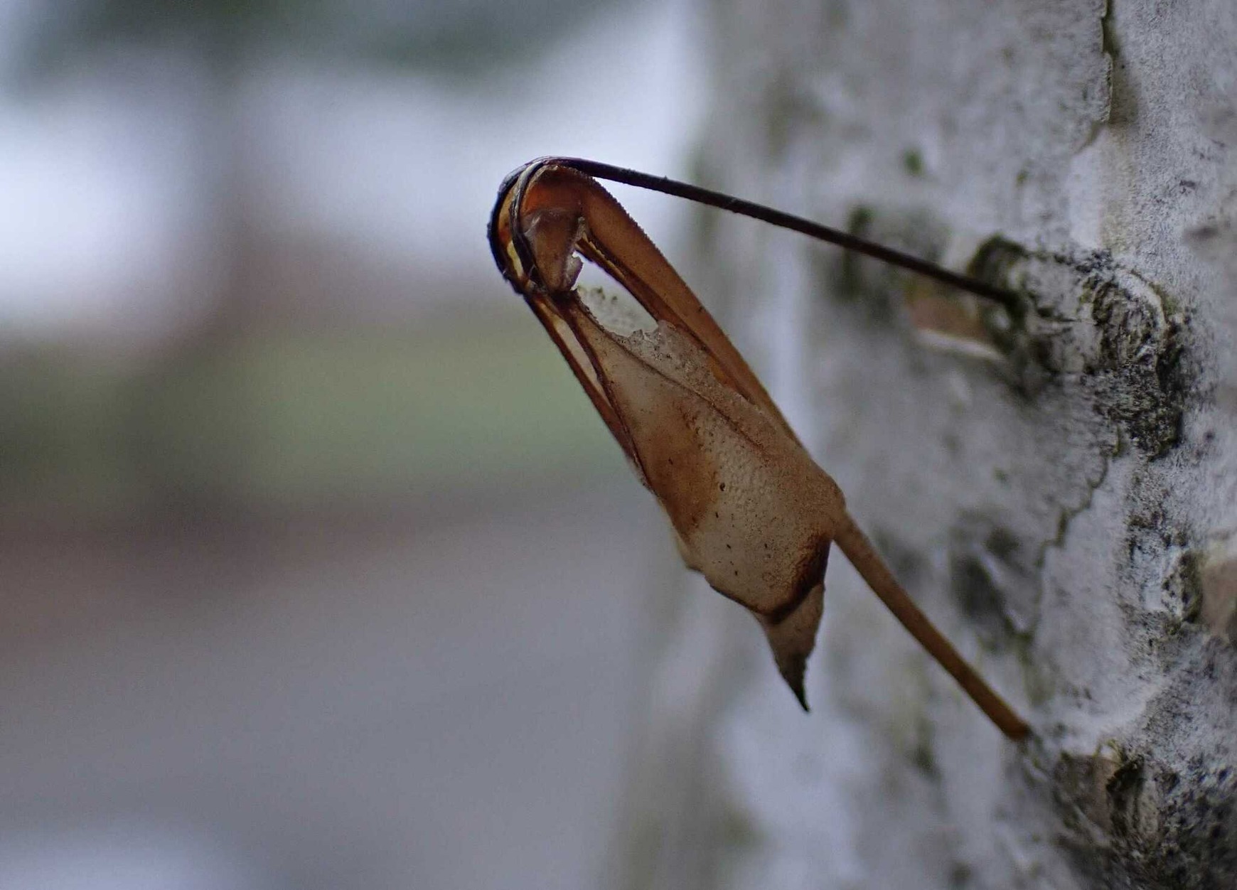 Tremex fuscicornis