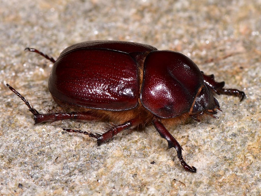 Phyllognathus