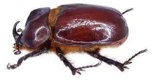 Phyllognathus
