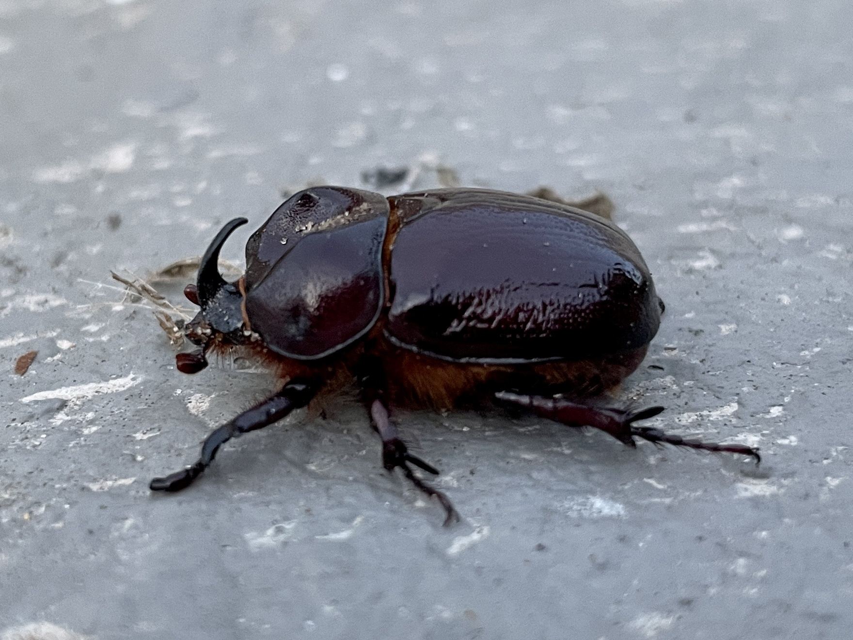 Phyllognathus