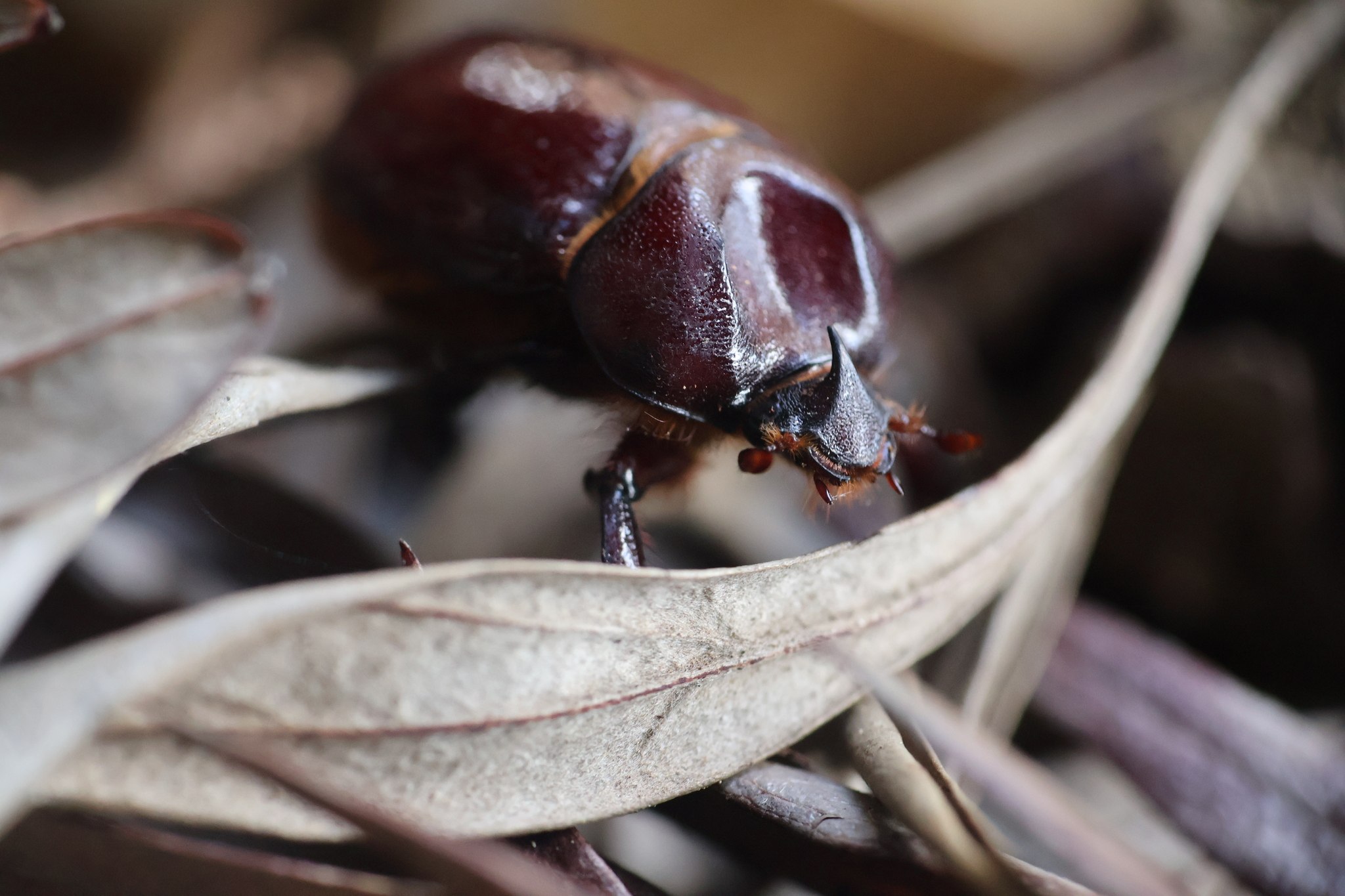 Phyllognathus