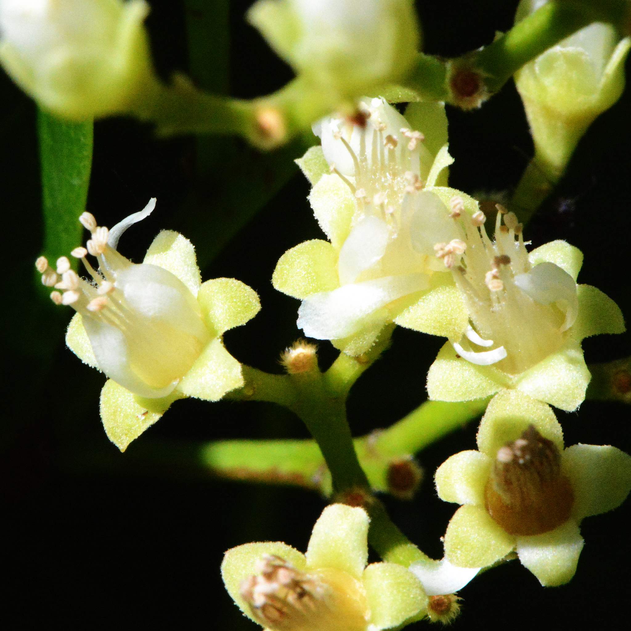 Chrysobalanus icaco