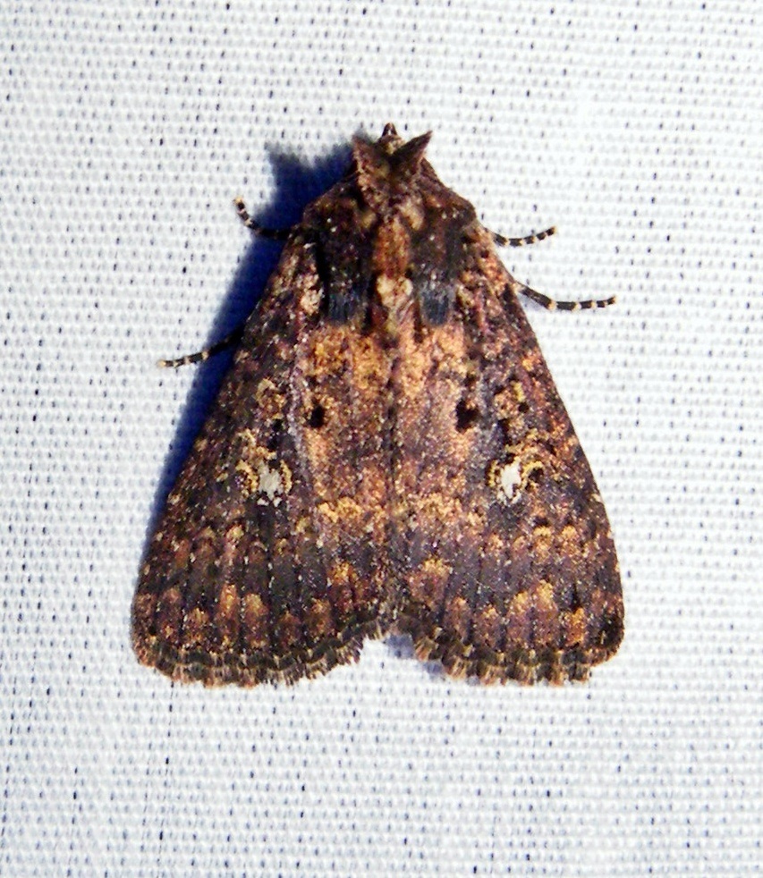 Condica