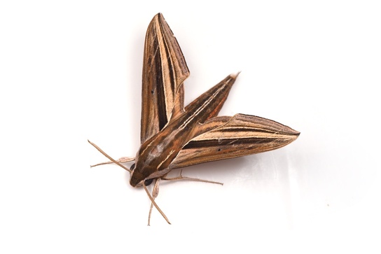 Theretra oldenlandiae