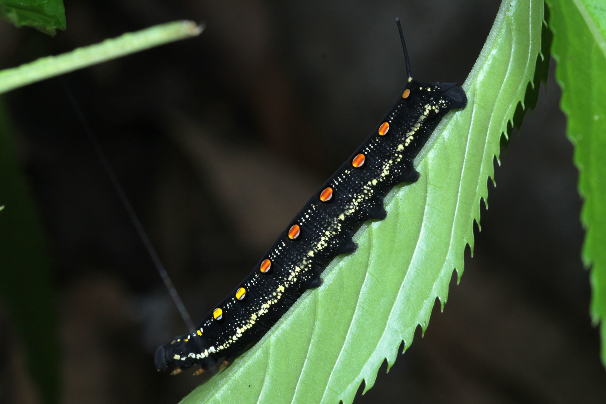 Theretra oldenlandiae