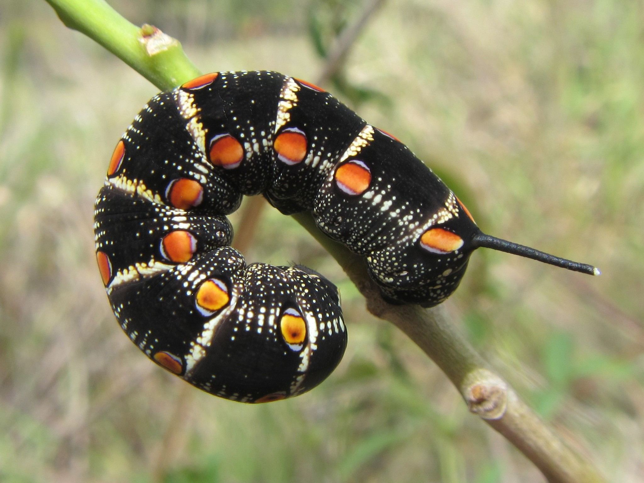 Theretra oldenlandiae