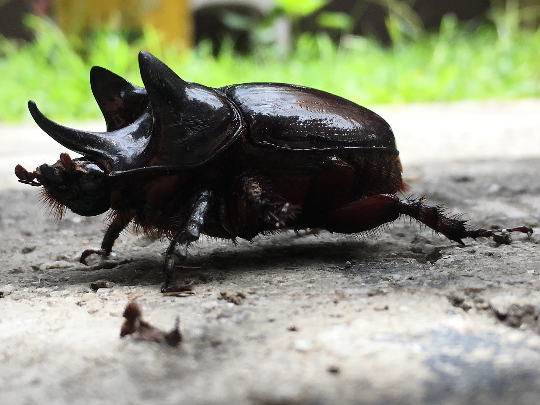 Strategus aloeus