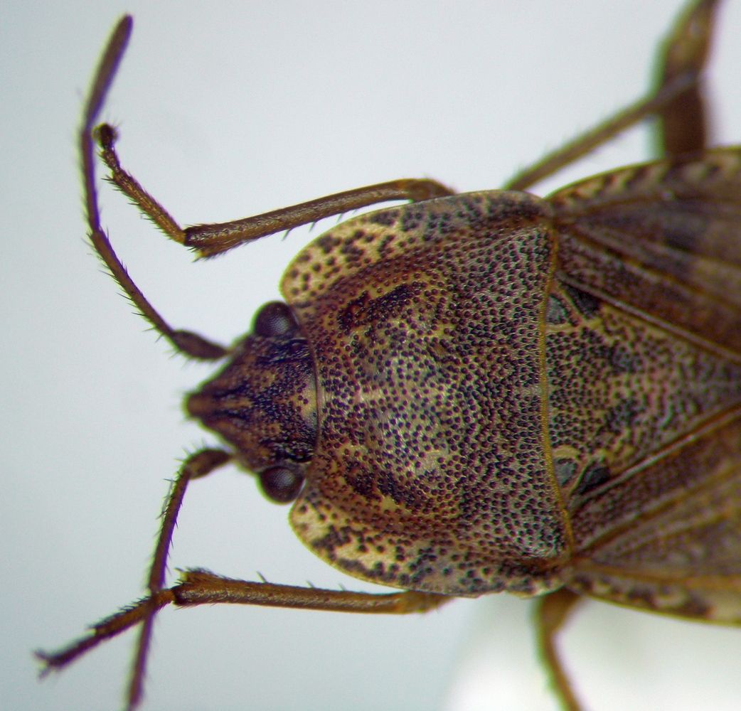 Emblethis verbasci