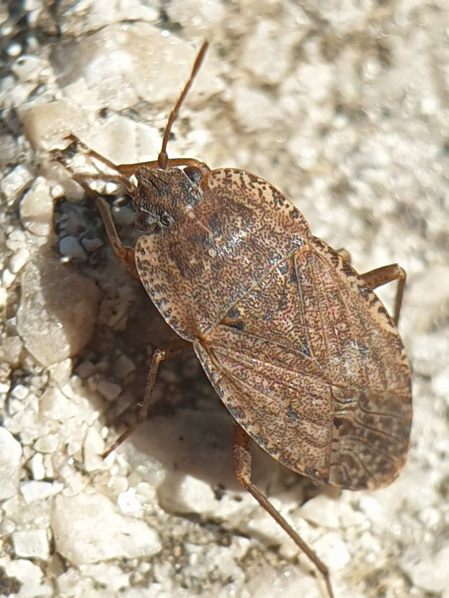 Emblethis verbasci