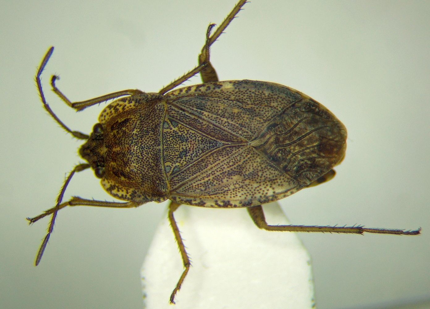 Emblethis verbasci