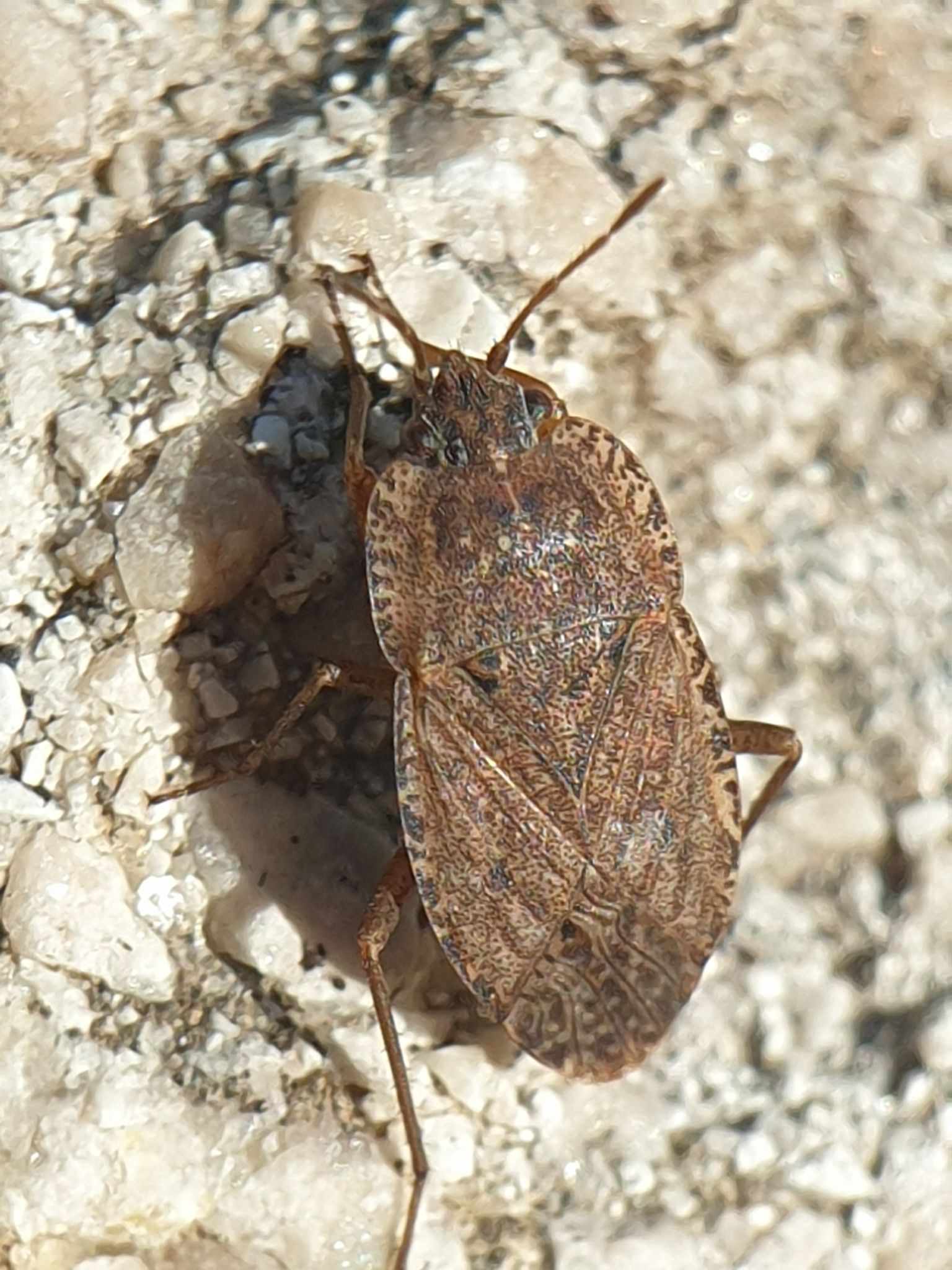 Emblethis verbasci