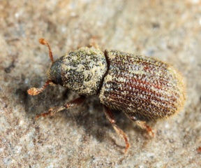 Hylurgopinus rufipes
