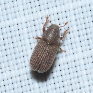 Hylurgopinus rufipes