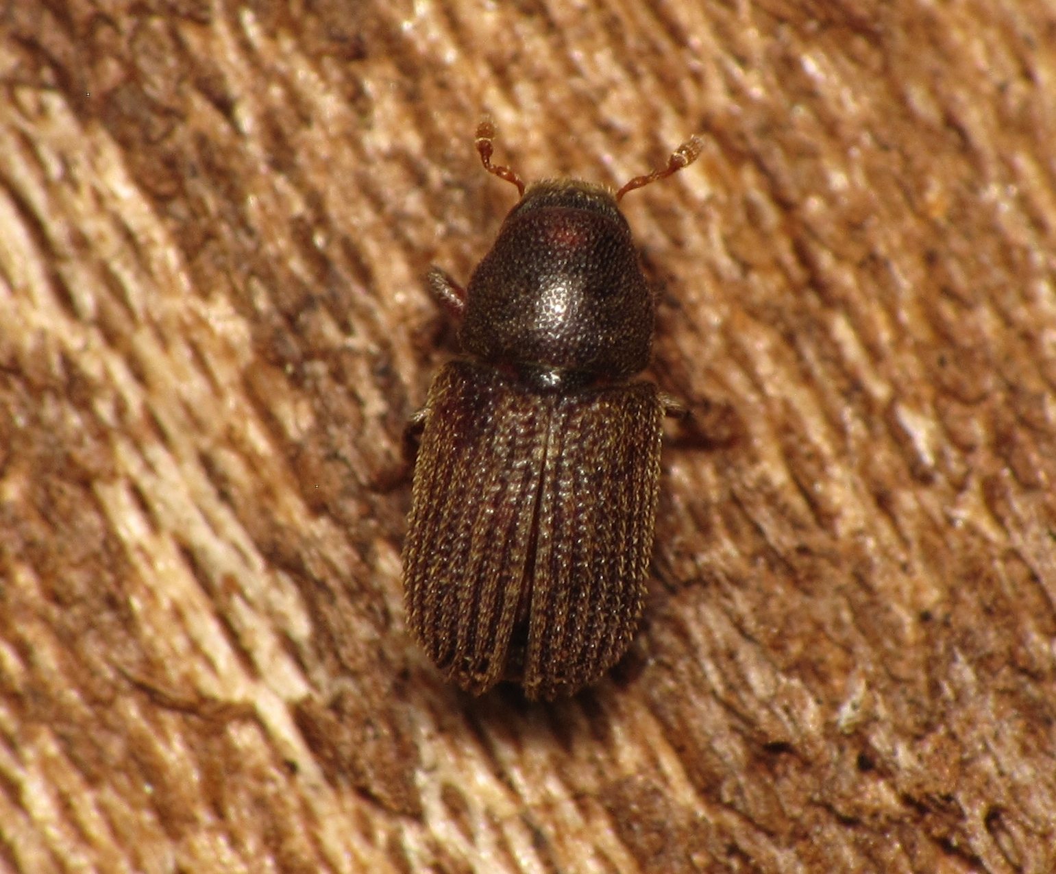 Hylurgopinus rufipes