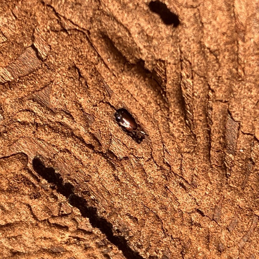 Hylurgopinus rufipes