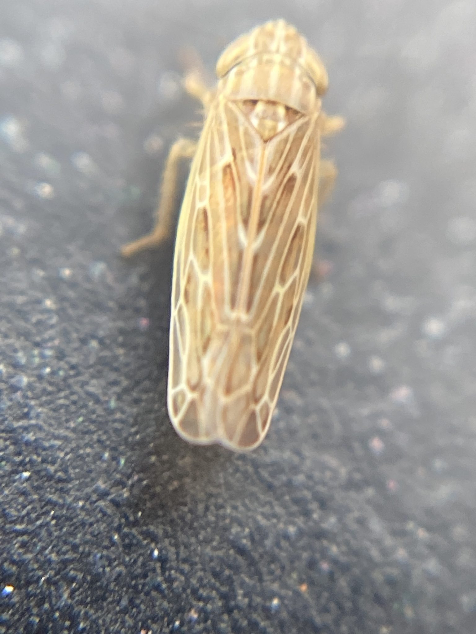 Psammotettix