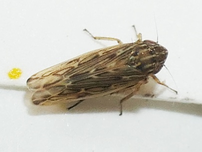 Psammotettix