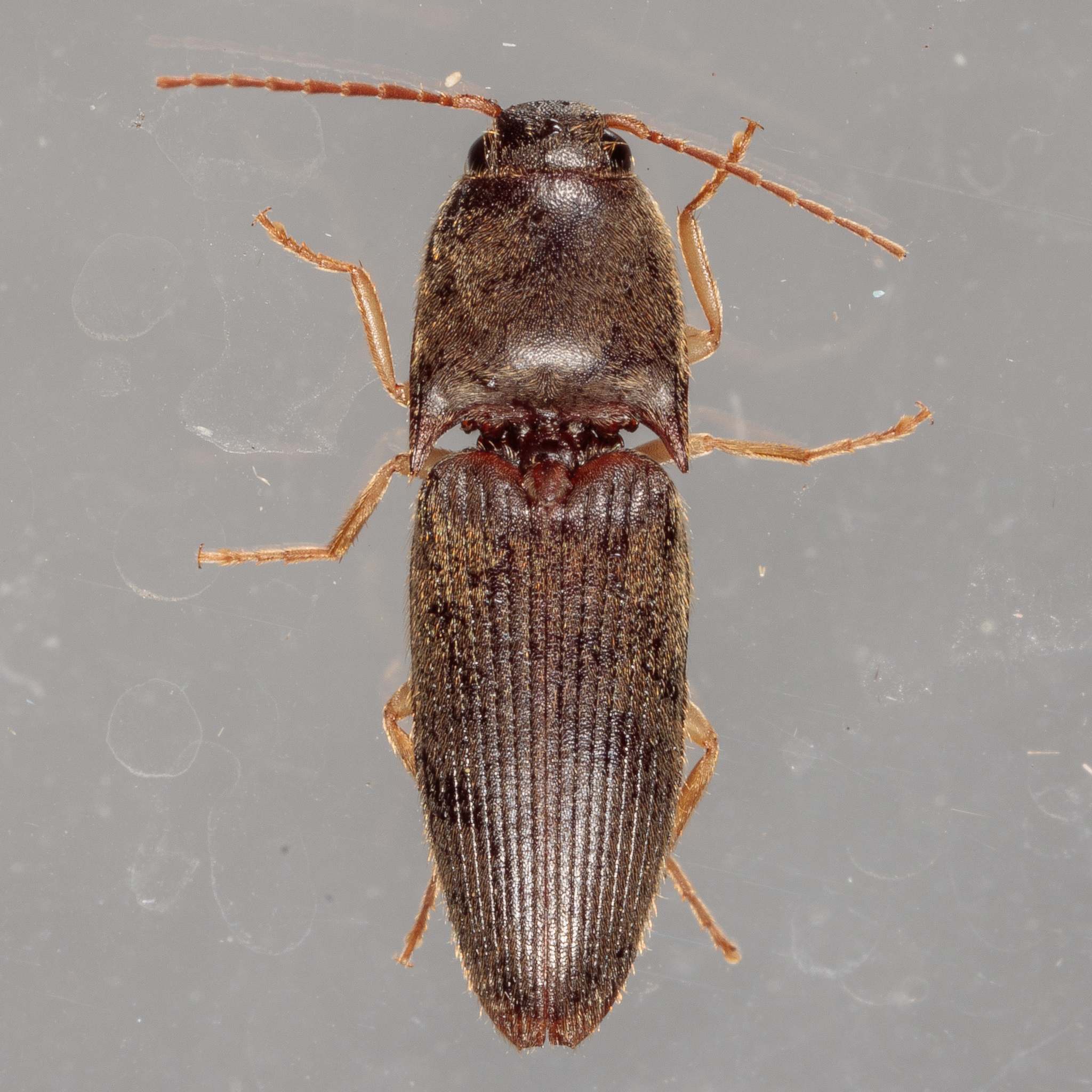 Conoderus exsul
