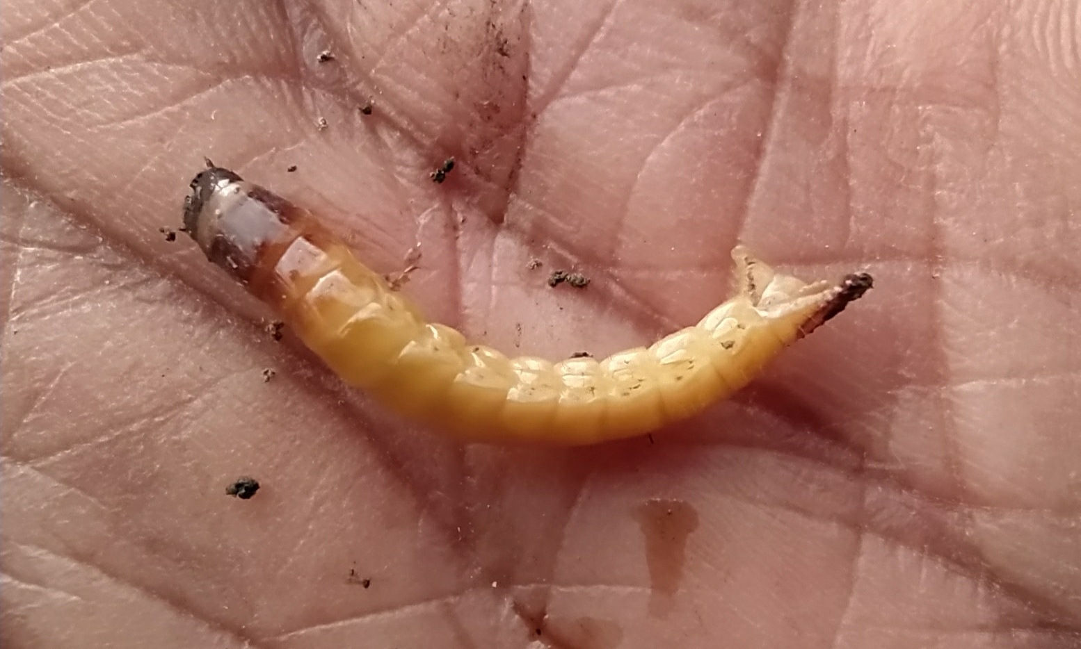 Conoderus exsul
