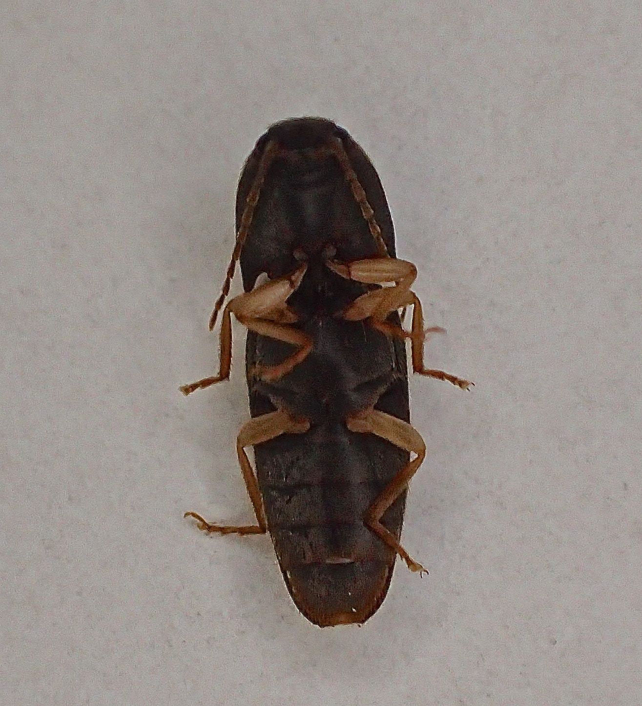 Conoderus exsul