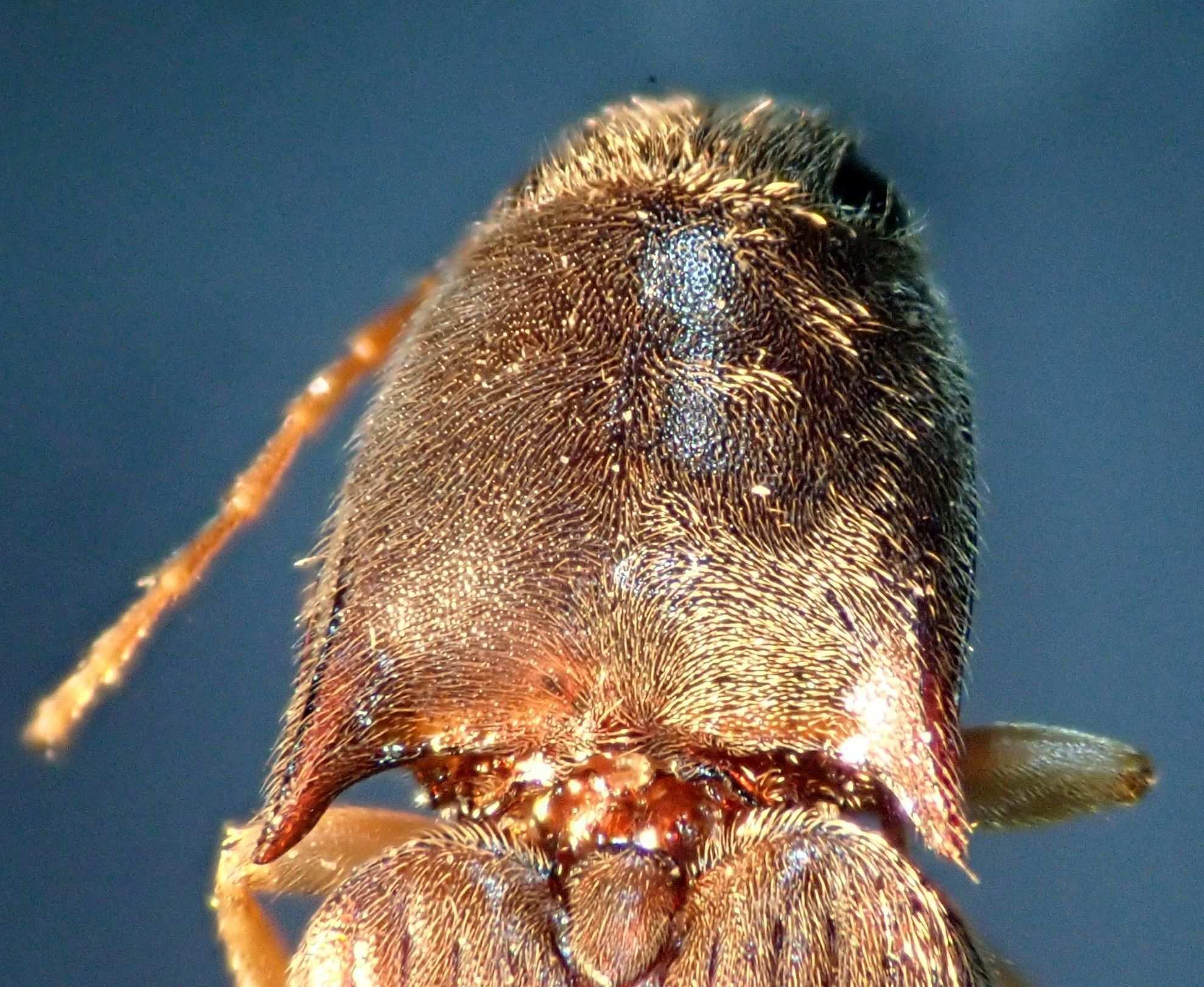 Conoderus exsul