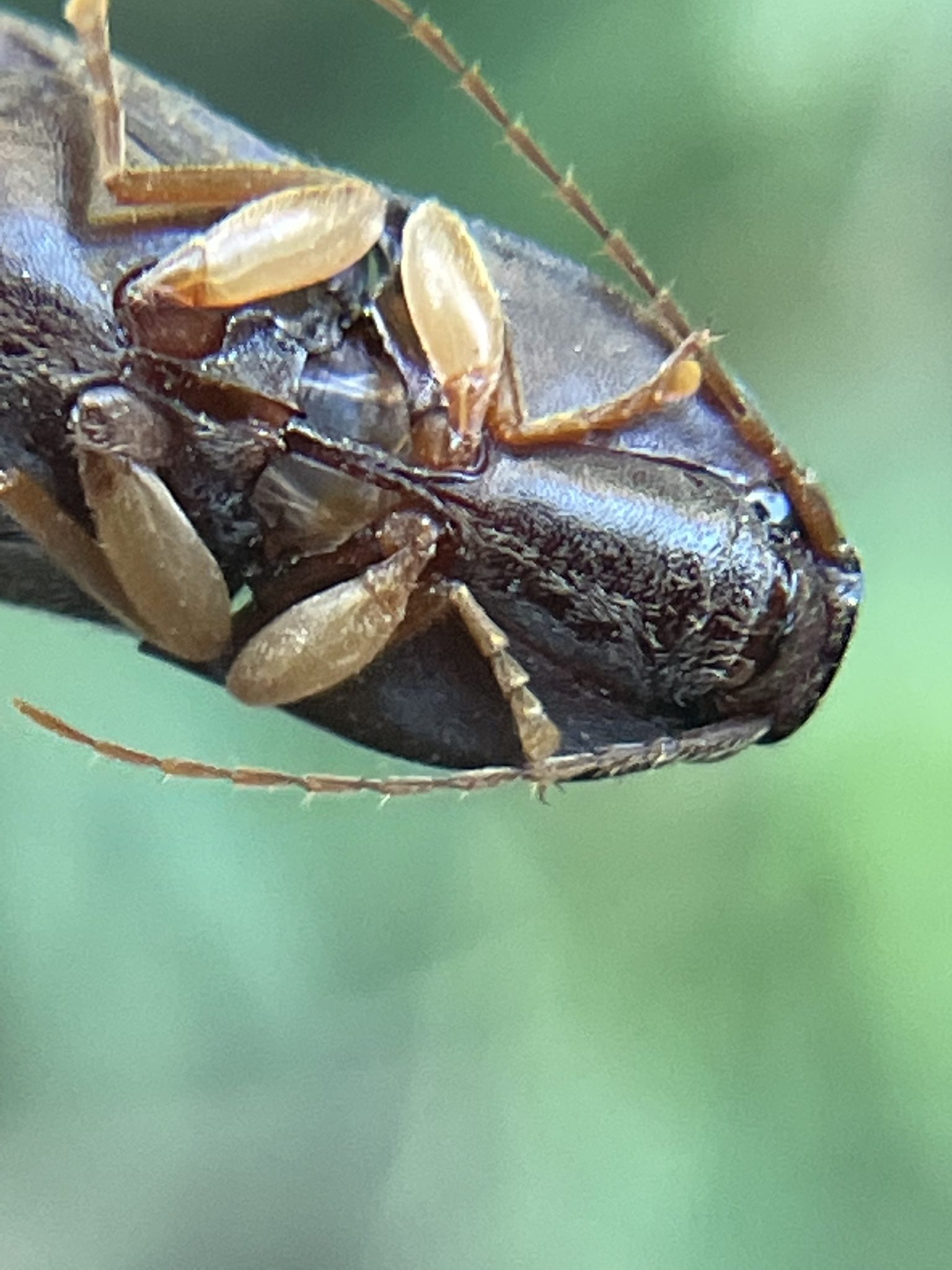 Conoderus exsul