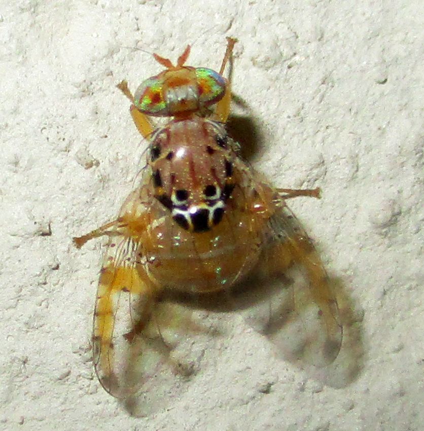 Ceratitis cosyra