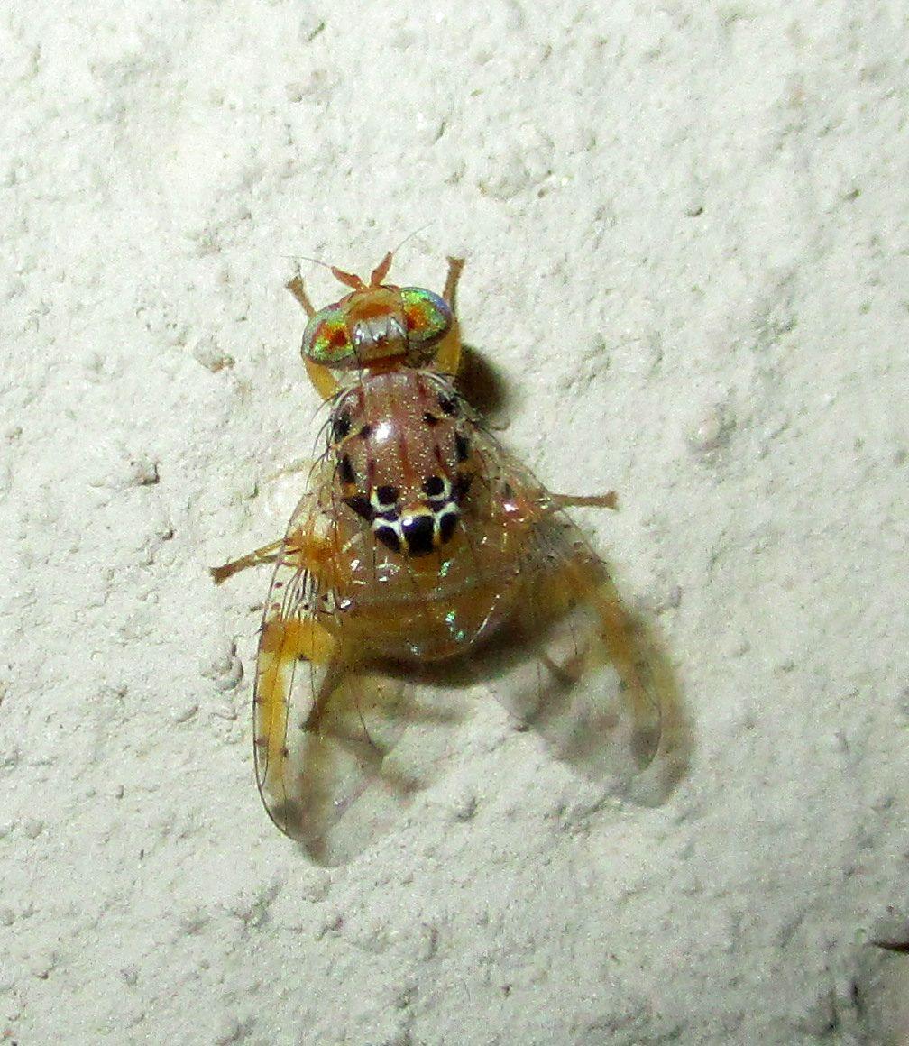 Ceratitis cosyra