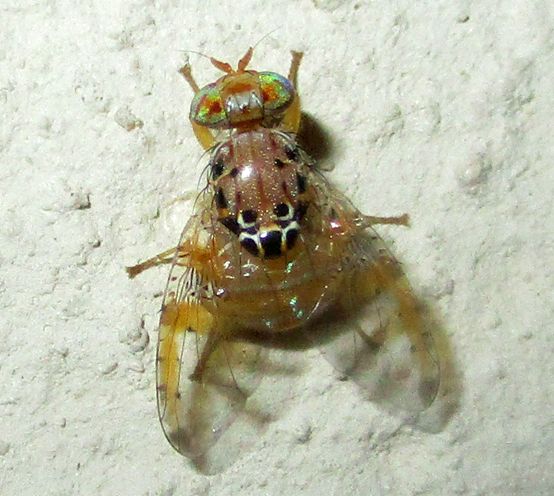 Ceratitis cosyra