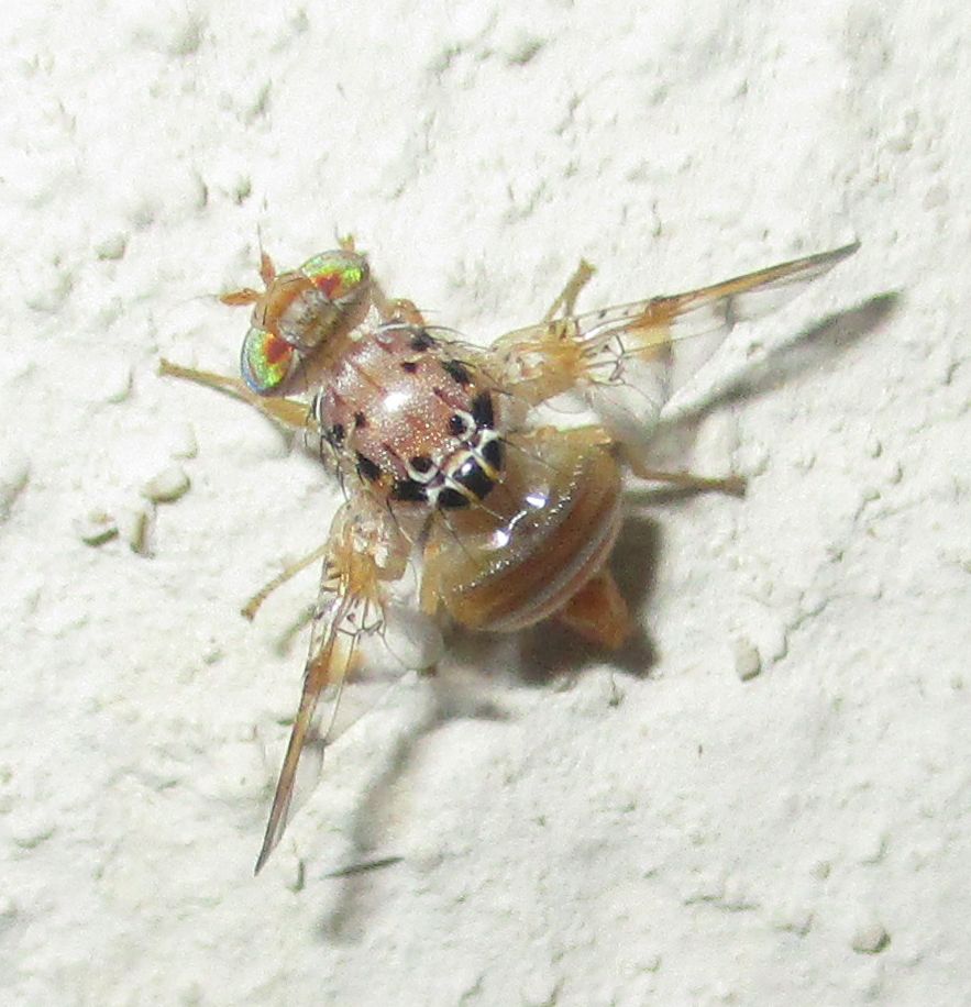 Ceratitis cosyra