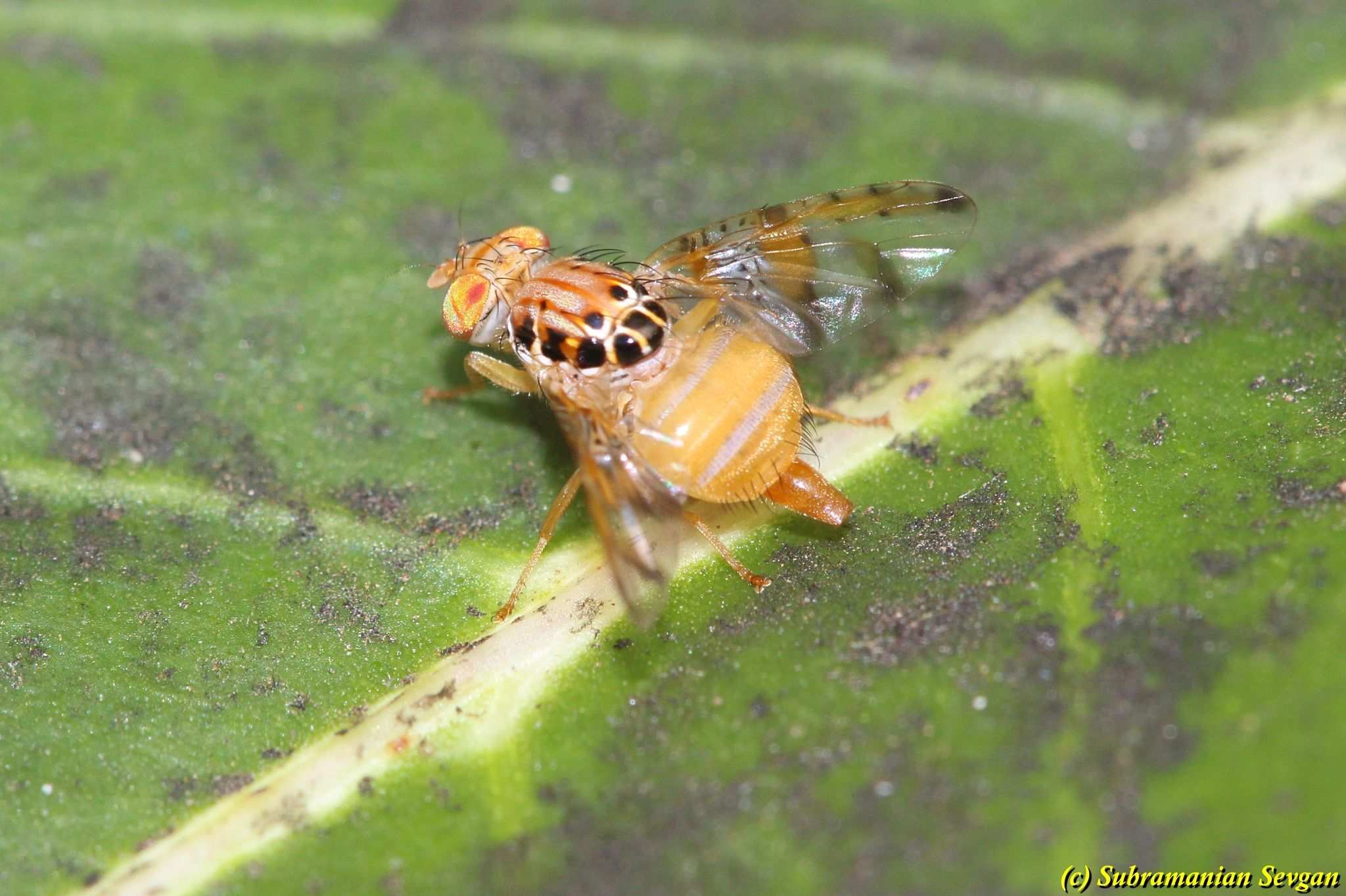 Ceratitis cosyra
