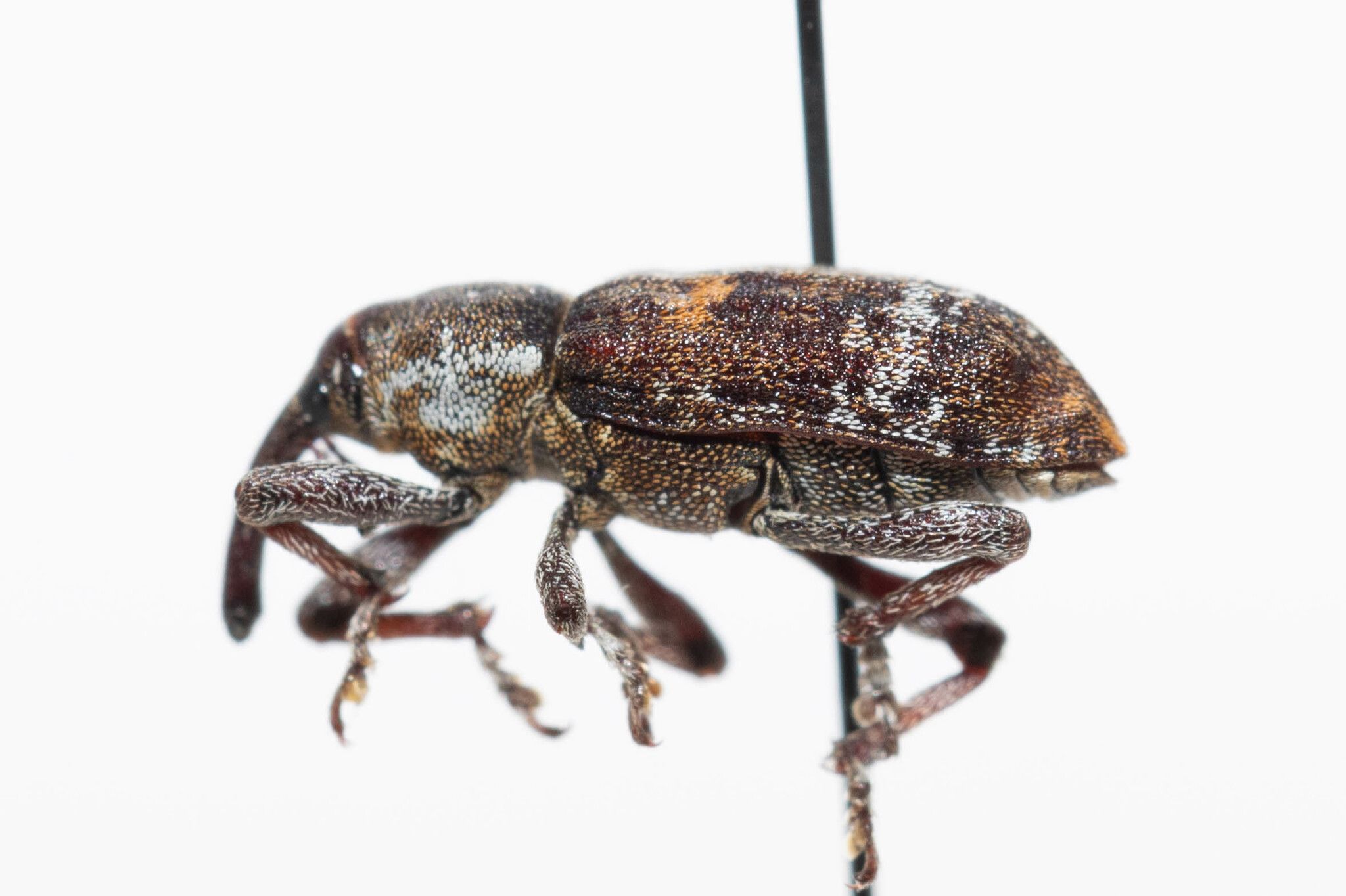 Pissodes schwarzi