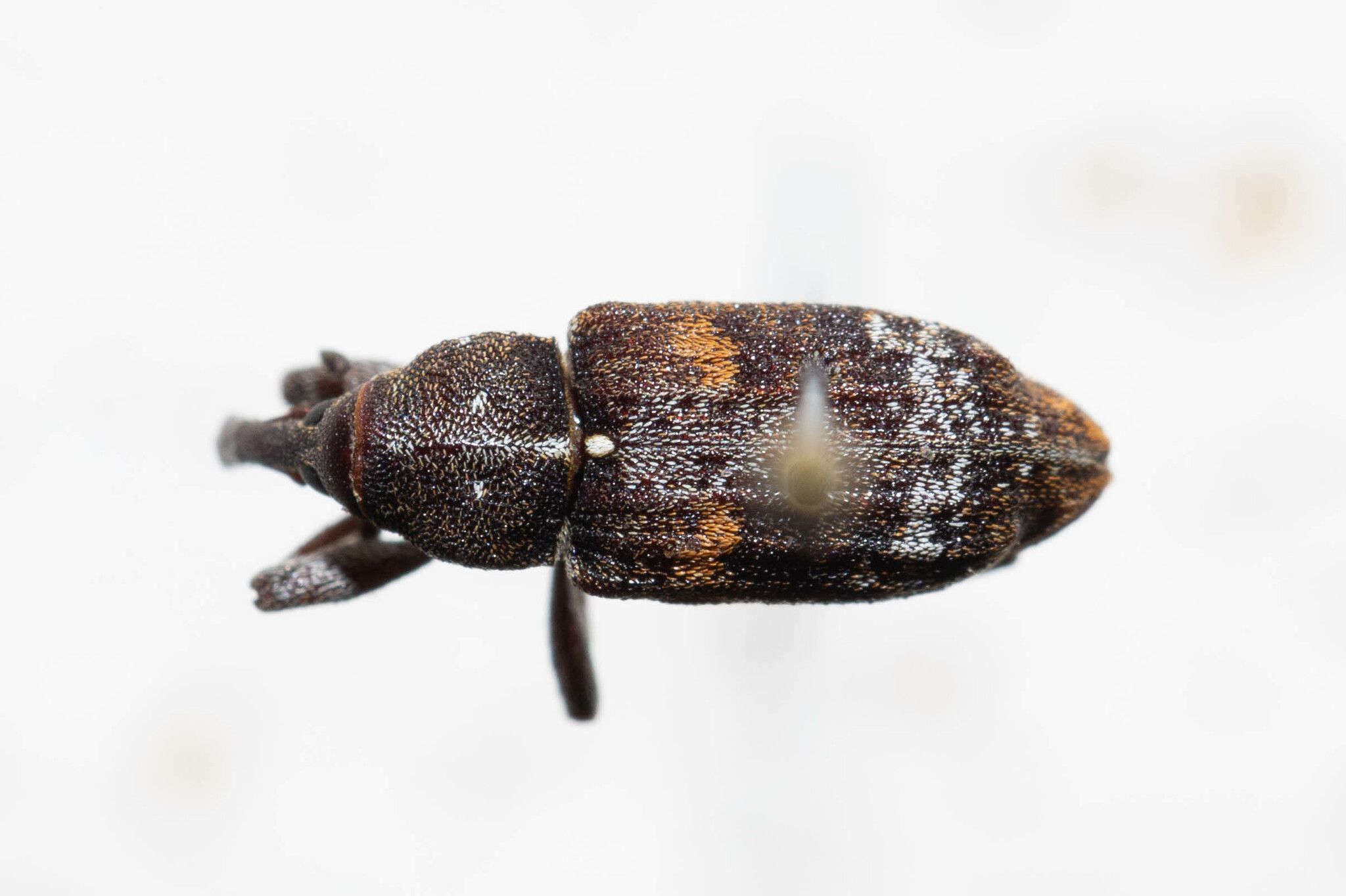 Pissodes schwarzi