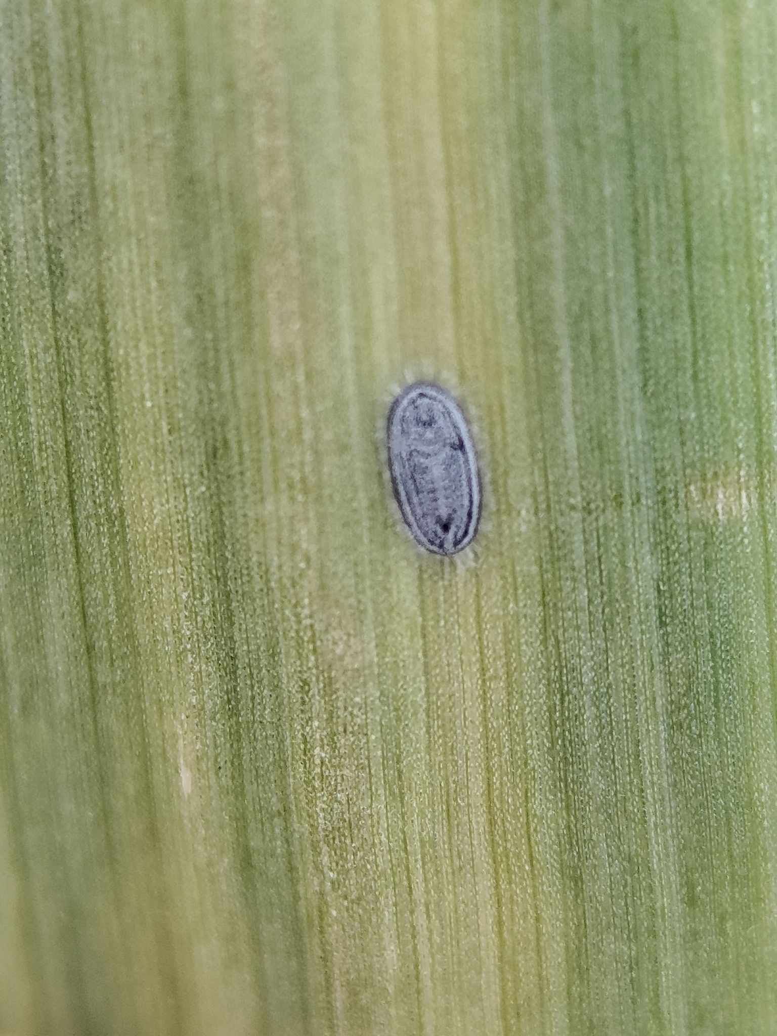 Aleurolobus barodensis