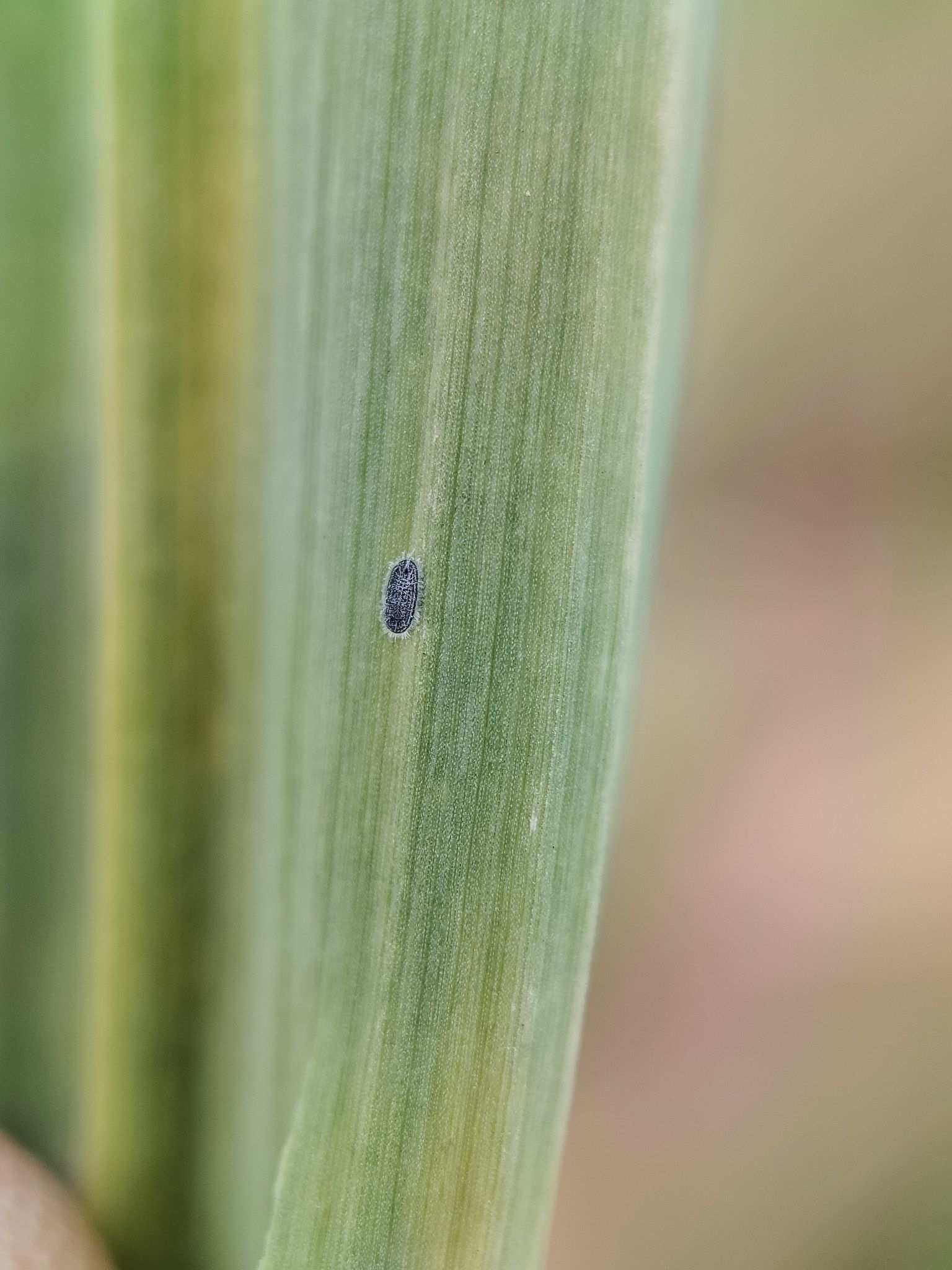 Aleurolobus barodensis