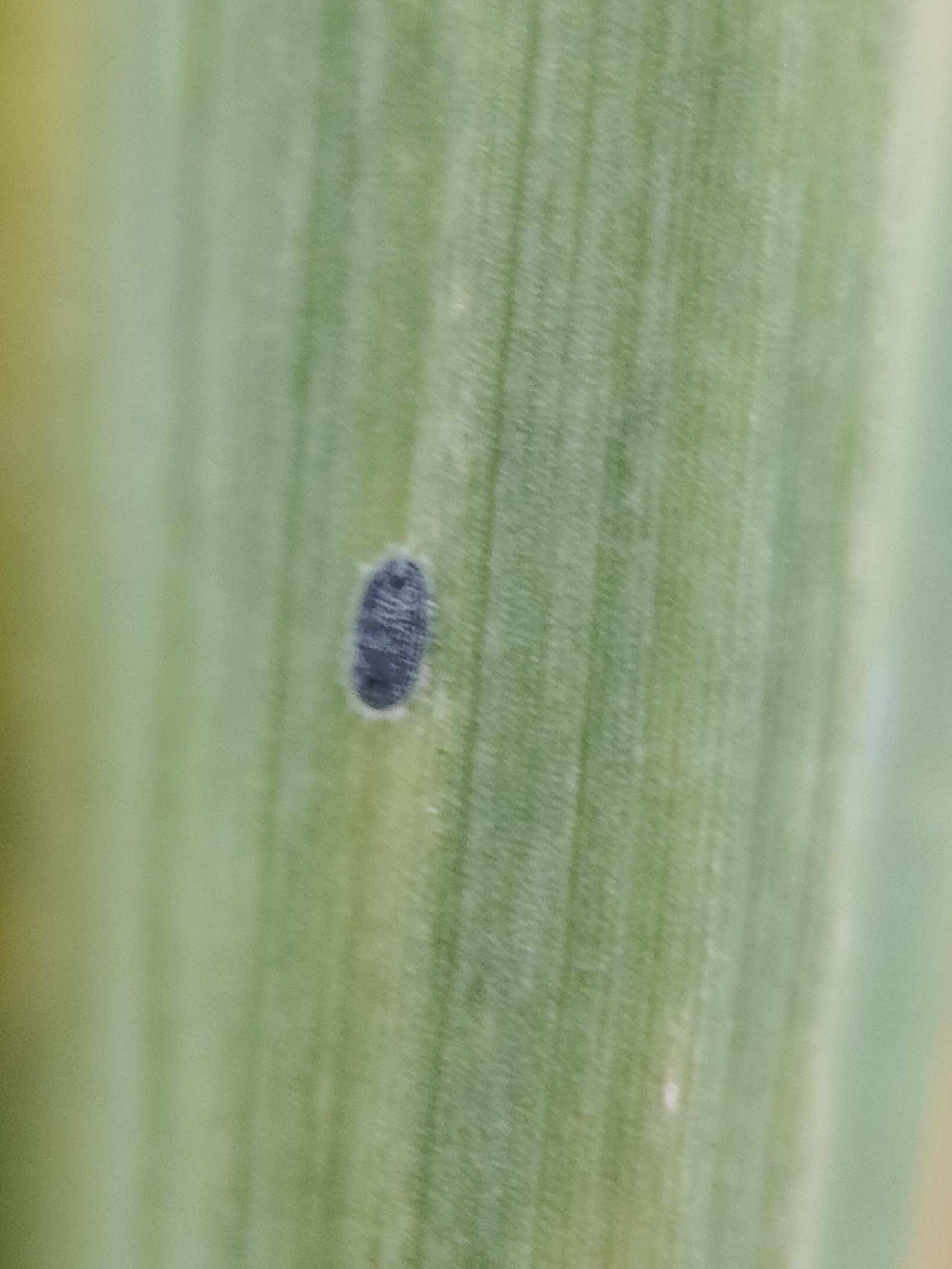 Aleurolobus barodensis