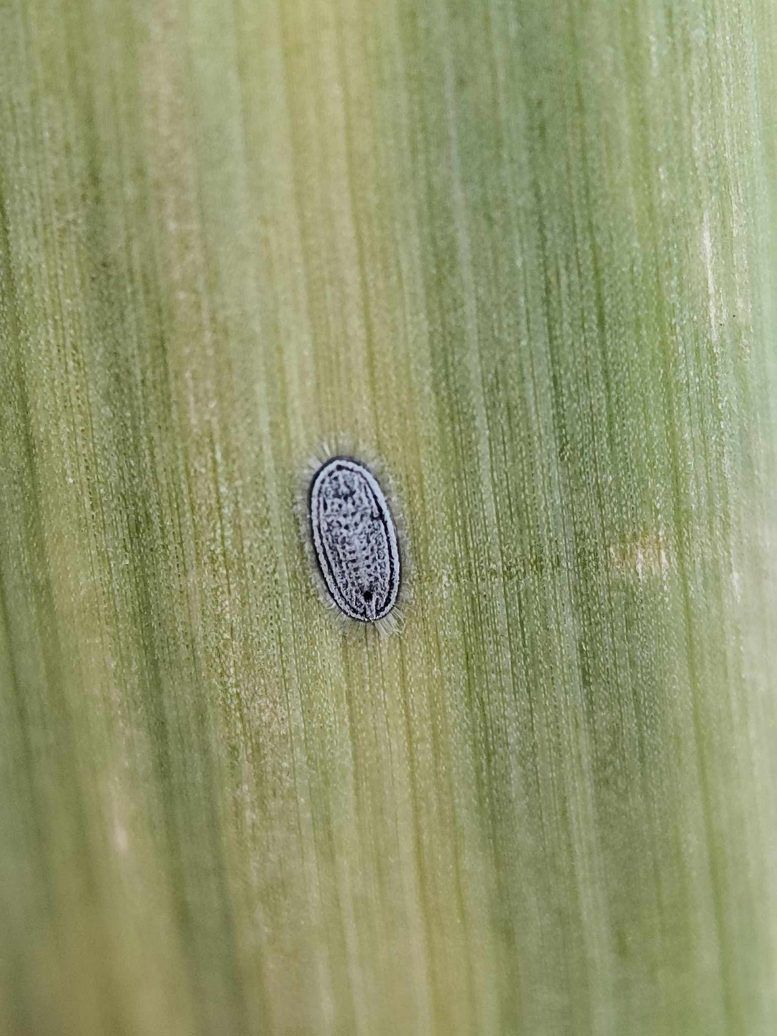 Aleurolobus barodensis