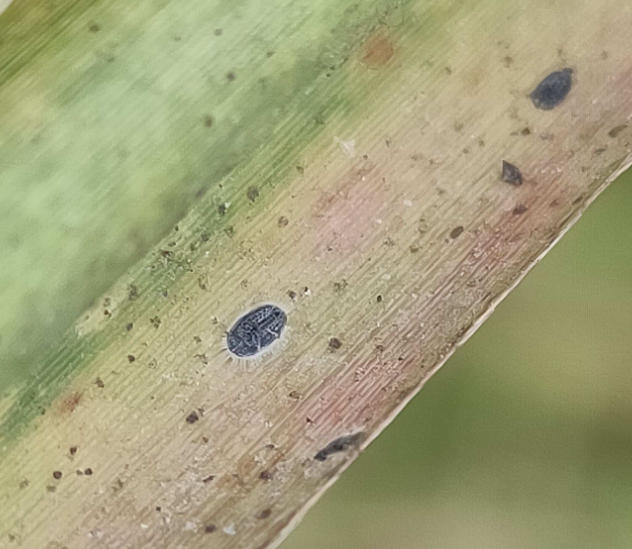 Aleurolobus barodensis