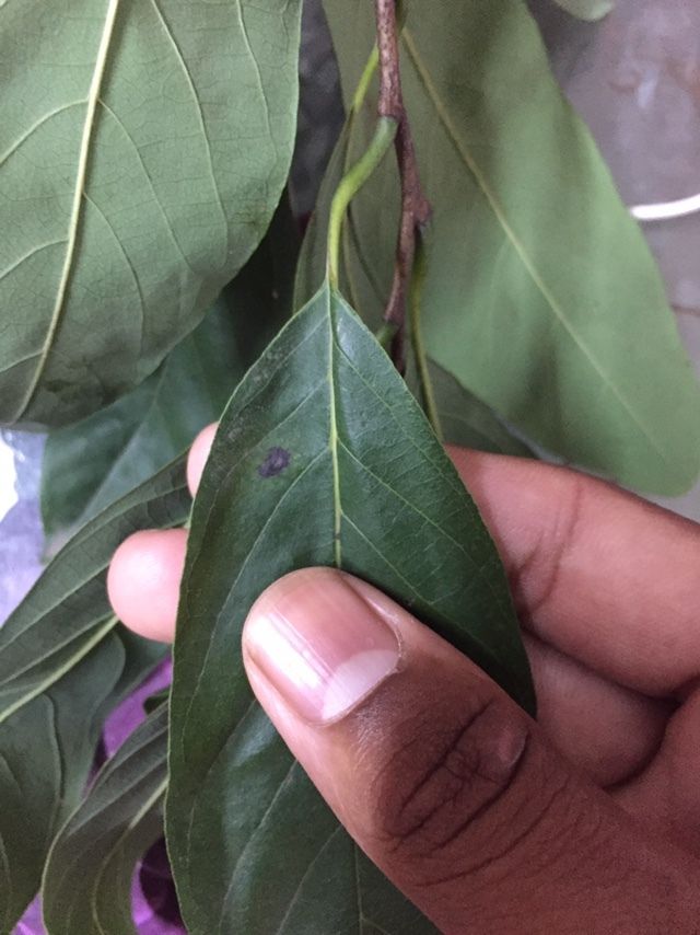 Calonectria colhounii