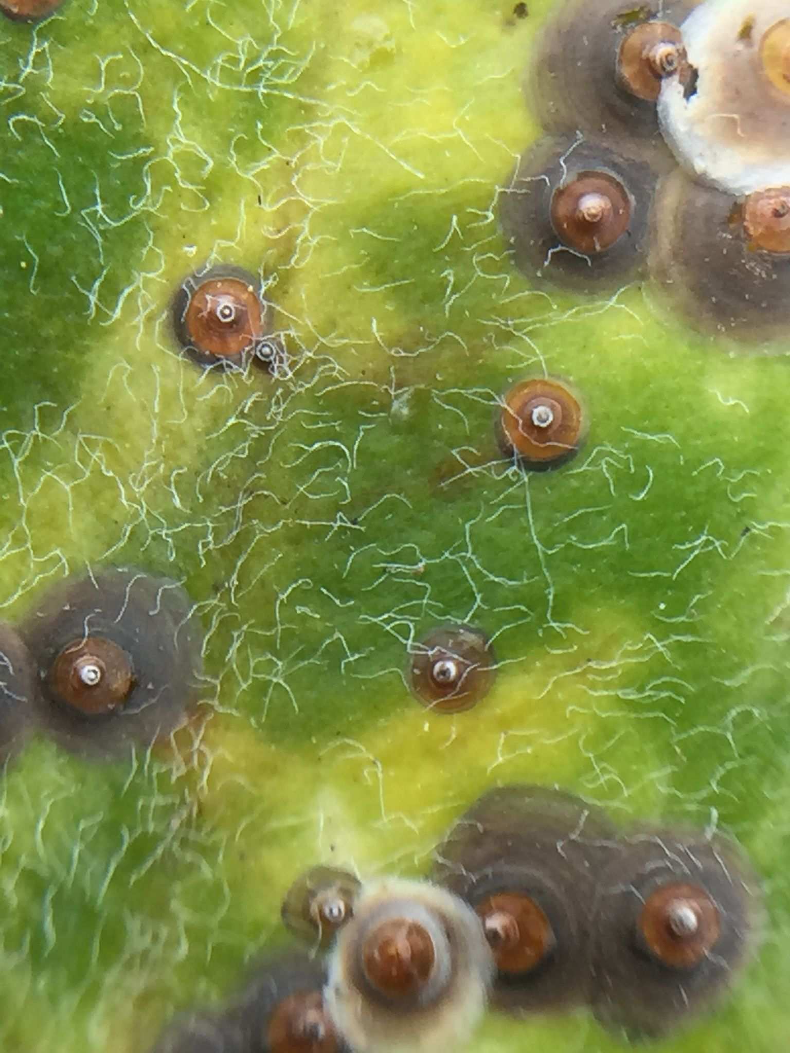 Chrysomphalus pinnulifer