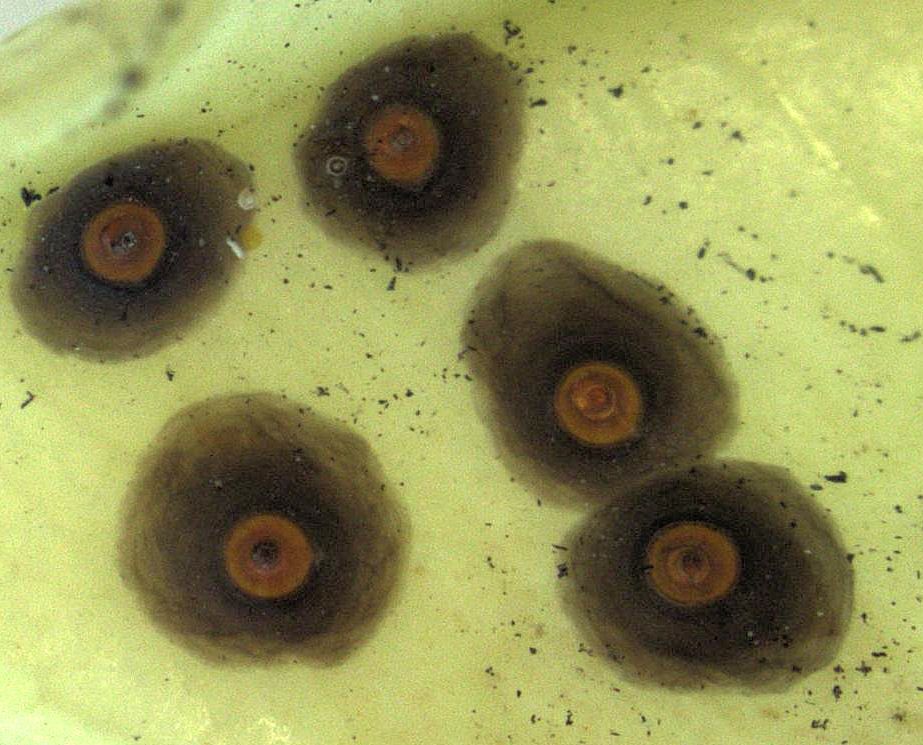 Chrysomphalus pinnulifer