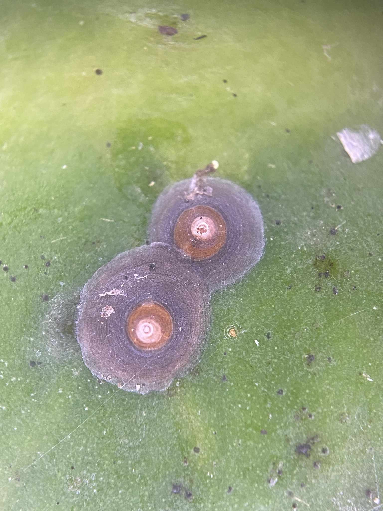 Chrysomphalus pinnulifer